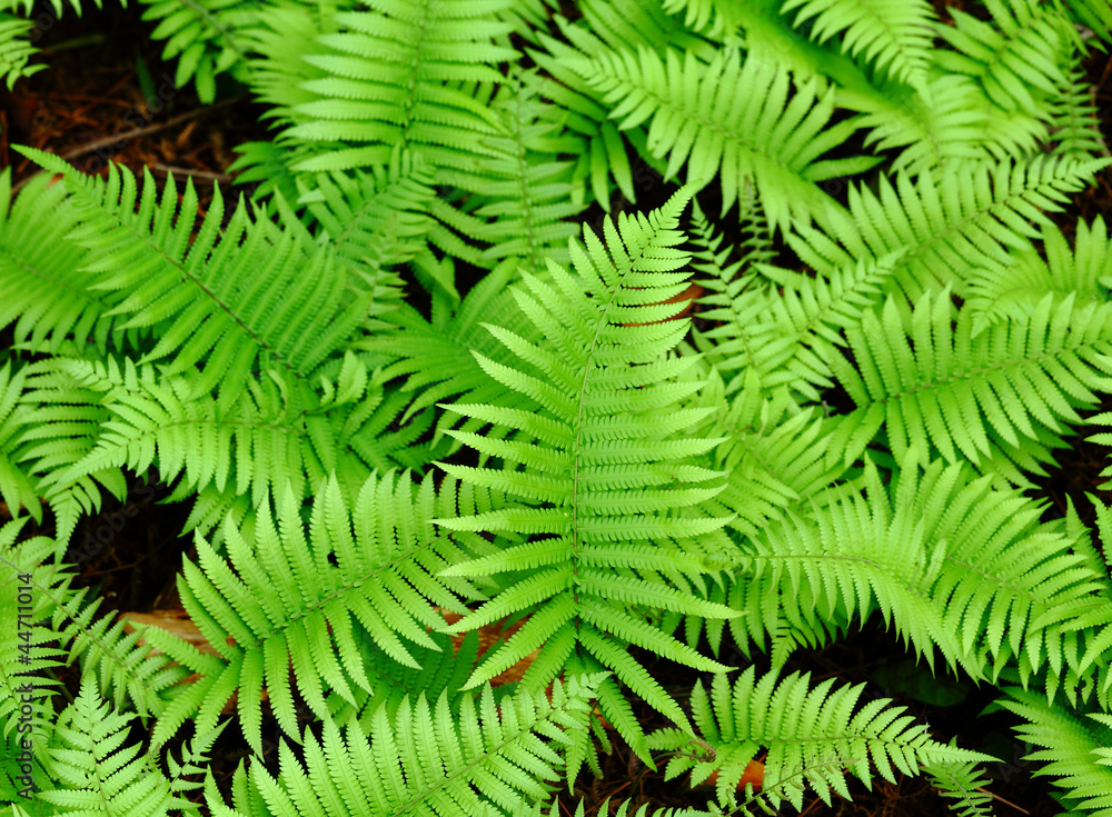 Fresh green leaf Fresh green leaf