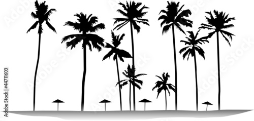 Tropical palms isolated on white background