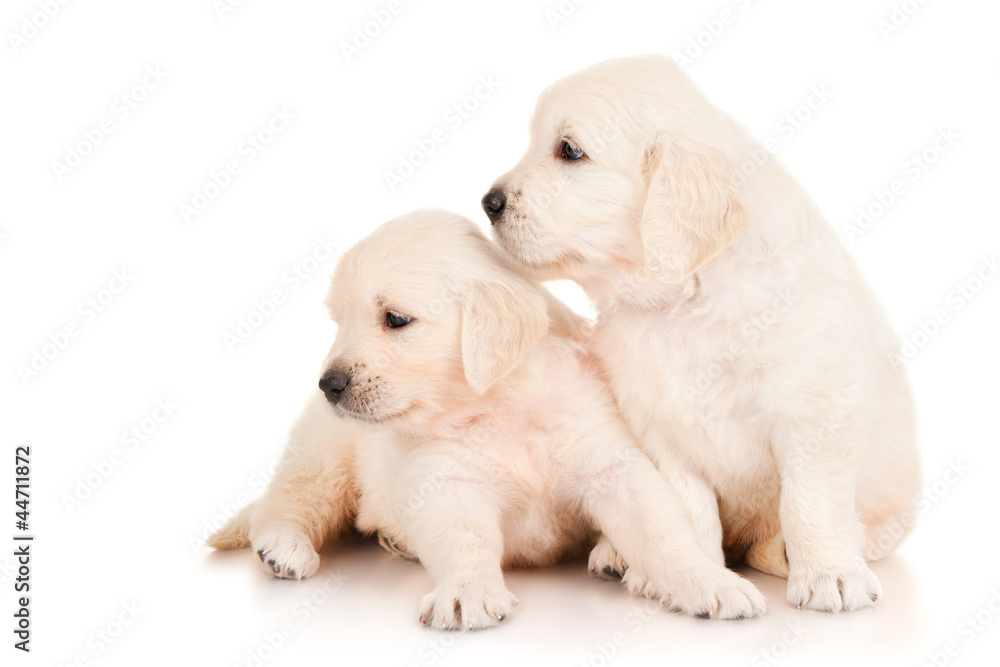 Two puppies golden retriever Two puppies golden retriever
