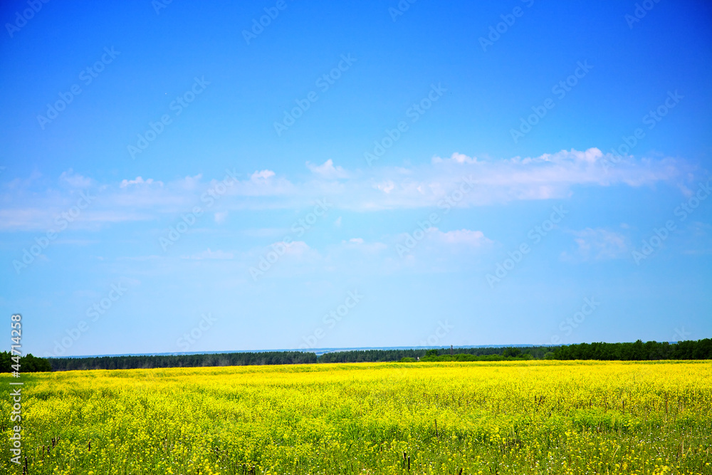 yellow field yellow field
