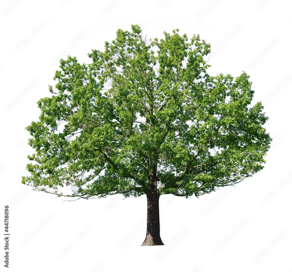 Obraz premium green tree isolated on white background