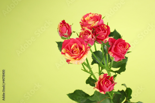 Beautiful red-yellow roses on green background close-up