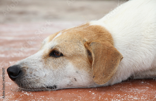 Head portrait of dog lying on flat surface