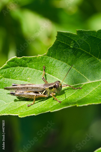 Grasshopper Perched on Green Leaf