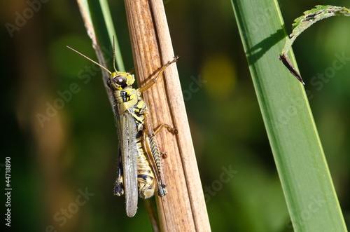 Grasshopper Clinging to a Blade of Grass