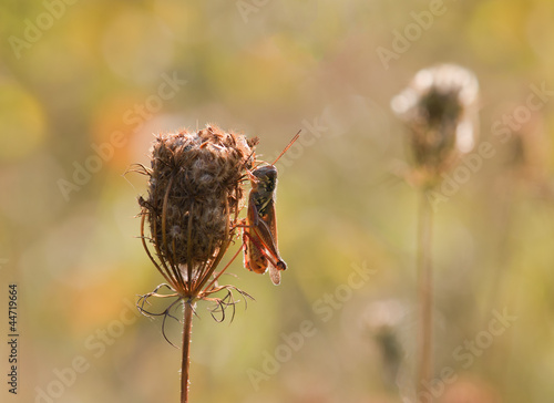 Locust on a stem of dry hedge parsley