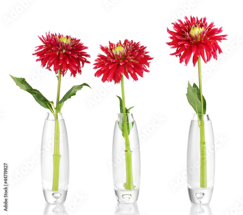 Beautiful red dahlias in vases isolated on white