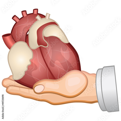 Organspende
