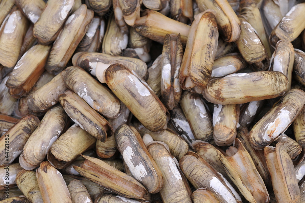 Naklejka premium Seafood shellfish
