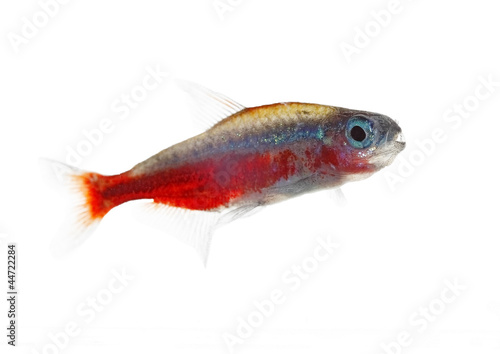 cardinalfish