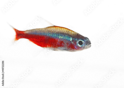 cardinalfish