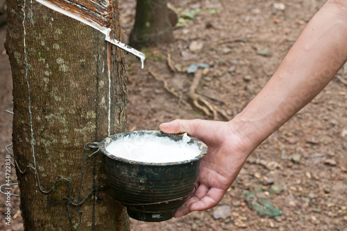 Milk of rubber tree flows into a wooden bowl photo