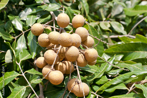 Longan on the green tree photo