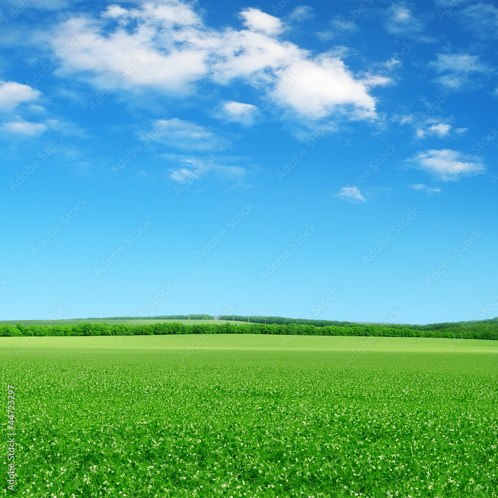 Obraz premium green field and blue sky