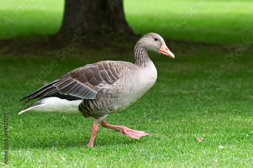 homemade goose on a green lawn
