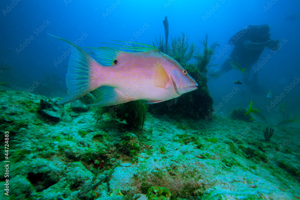 Big rose fish and diver, Cayo Largo, Cuba