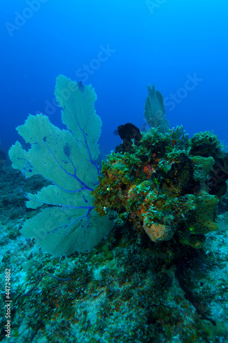 Coral reef near Cayo Largo  Cuba