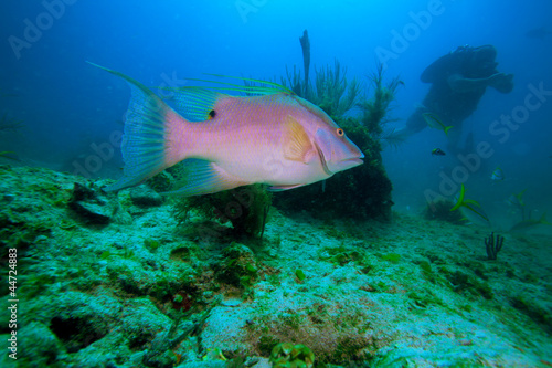 Big rose fish and diver, Cayo Largo, Cuba © Rostislav Ageev