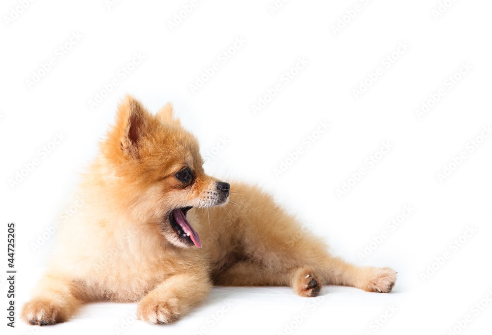 pomeranian dog lied and open mouth pomeranian dog lied and open mouth
