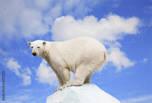 Polar bear on an ice floe on a background of the blue sky