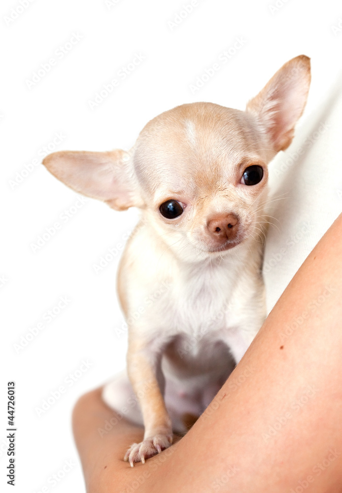 chihuahua in a hand