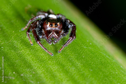 Australian jumping spider