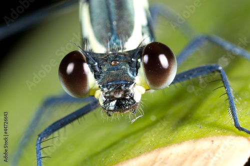 Dragonfly close up