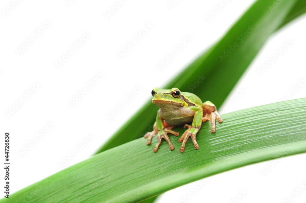 Obraz premium frog sitting on a leaf