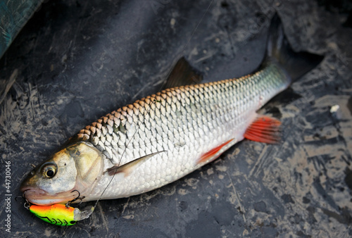 Chub caught on plastic lure