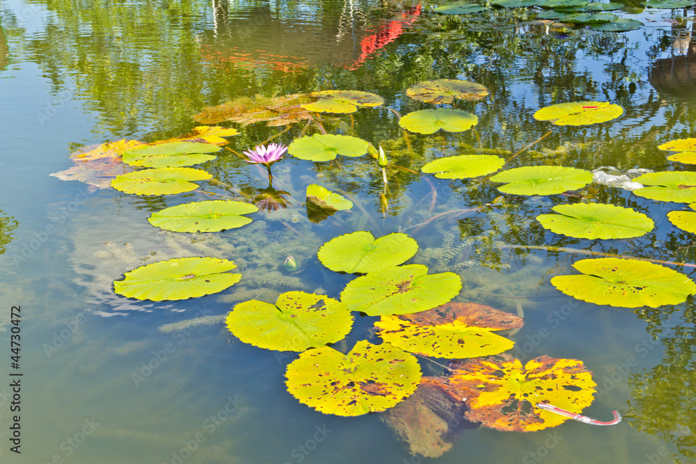 Lotus flower Lotus flower