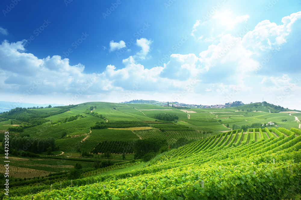 vineyards in Piedmont, Italy