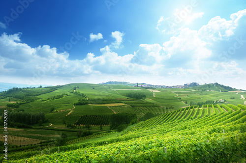 vineyards in Piedmont, Italy