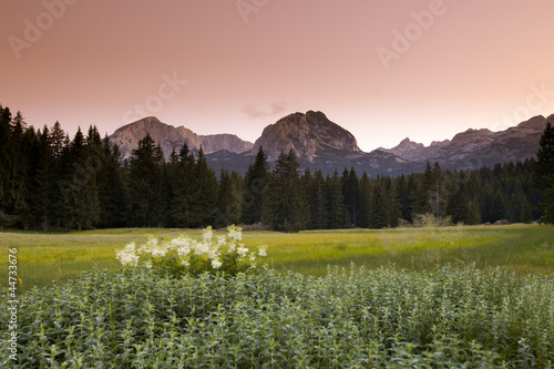 yellow flowers and mint on summer mountain