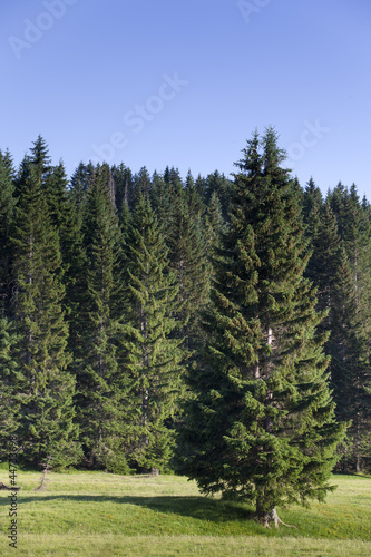 fir trees and blue sky
