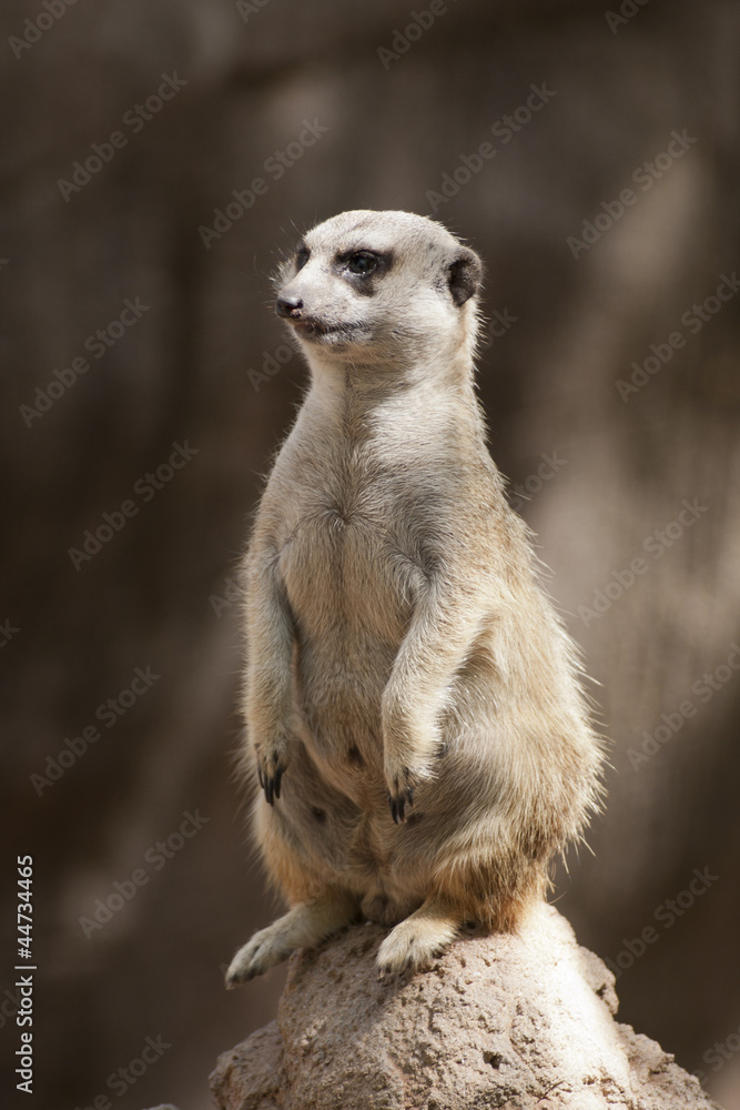 Fototapeta premium meerkat