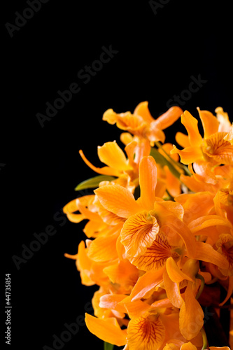 orange flowers dendrobium orchids