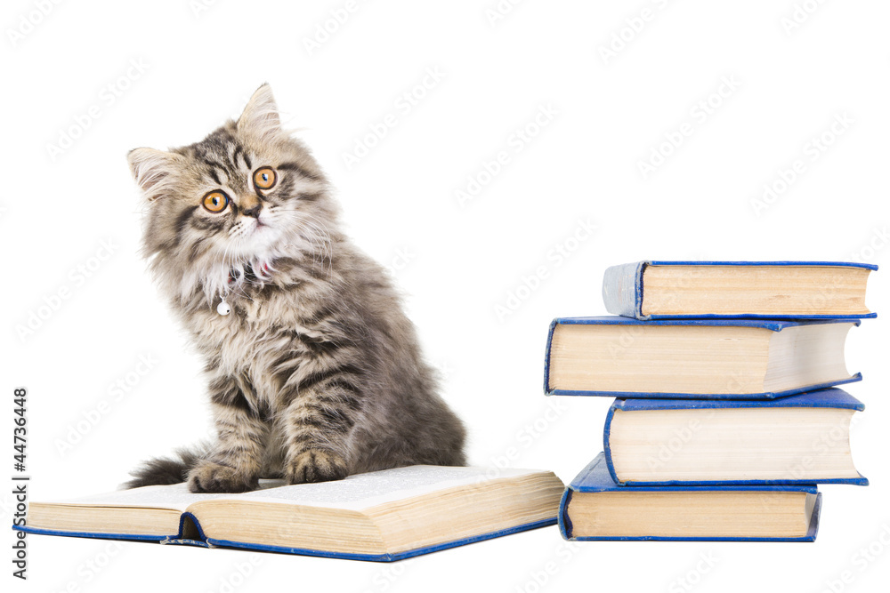 Naklejka premium persian kitten reading books on isolated white