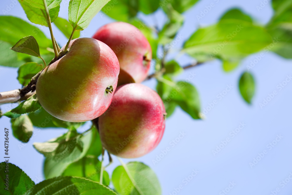 Red apples on an apple-tree branch in the garden Red apples on an apple-tree branch in the garden