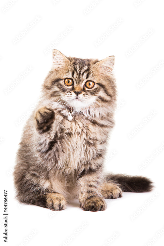 persian kitten playing on isolated white white