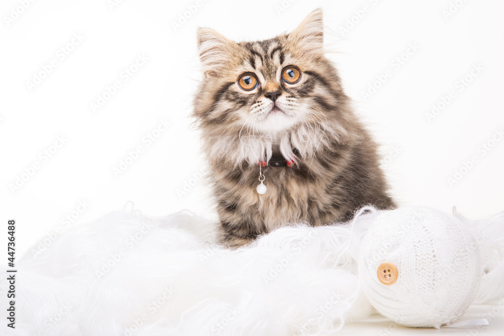 Lovely persian kitten sitting on white threads