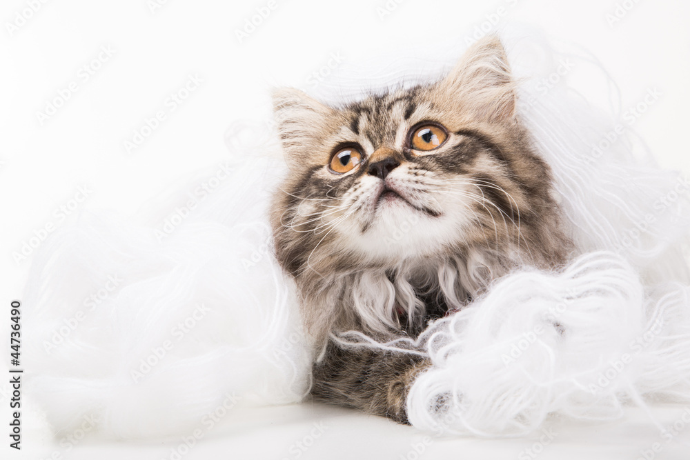 Lovely persian kitten lying on white threads