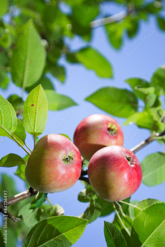 Red apples on an apple-tree branch in the garden Red apples on an apple-tree branch in the garden