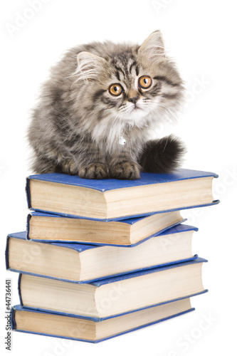 persian kitten sitting with books on isolated white