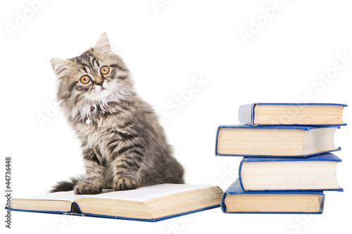 persian kitten reading books on isolated white
