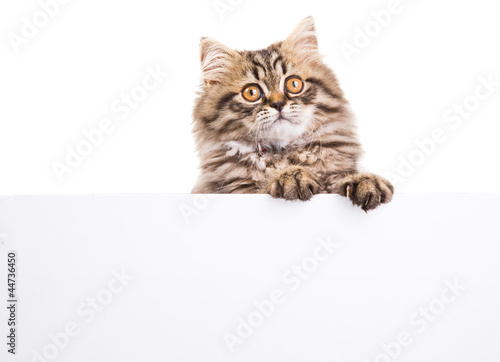 persian kitten holding banner for text on isolated white