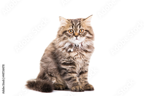 persian kitten sitting on isolated white white