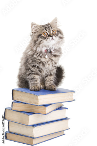 Fototapeta Naklejka Na Ścianę i Meble -  persian kitten sitting with books on isolated white