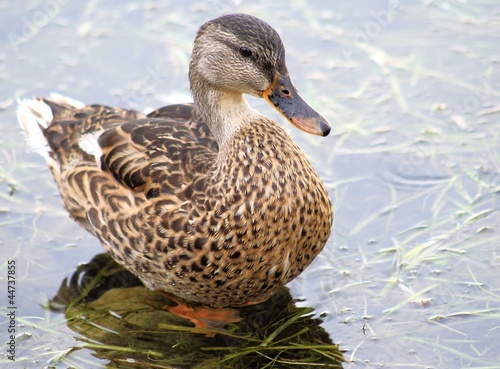 Young Mallard Duck - standing in water weeds along lake shore