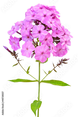 Pink phlox
