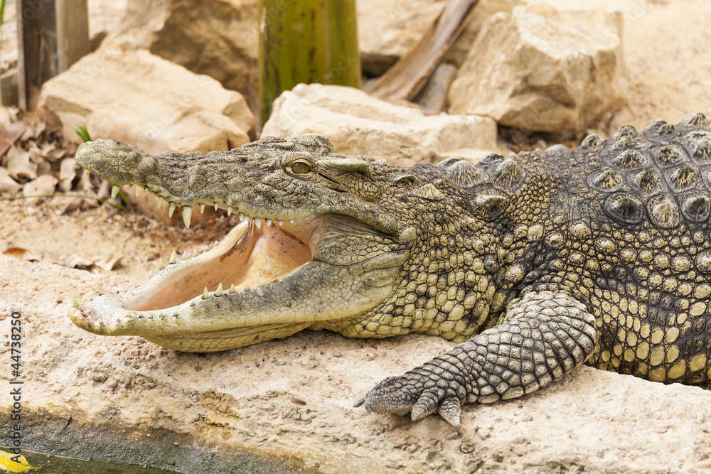 Obraz premium crocodile